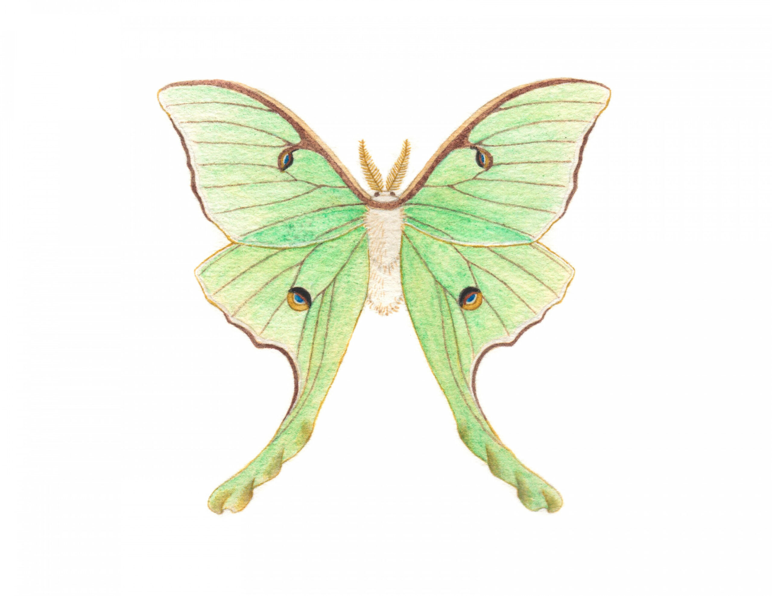 Luna Moth Paintable Project Digital Download – Greenleaf & Blueberry