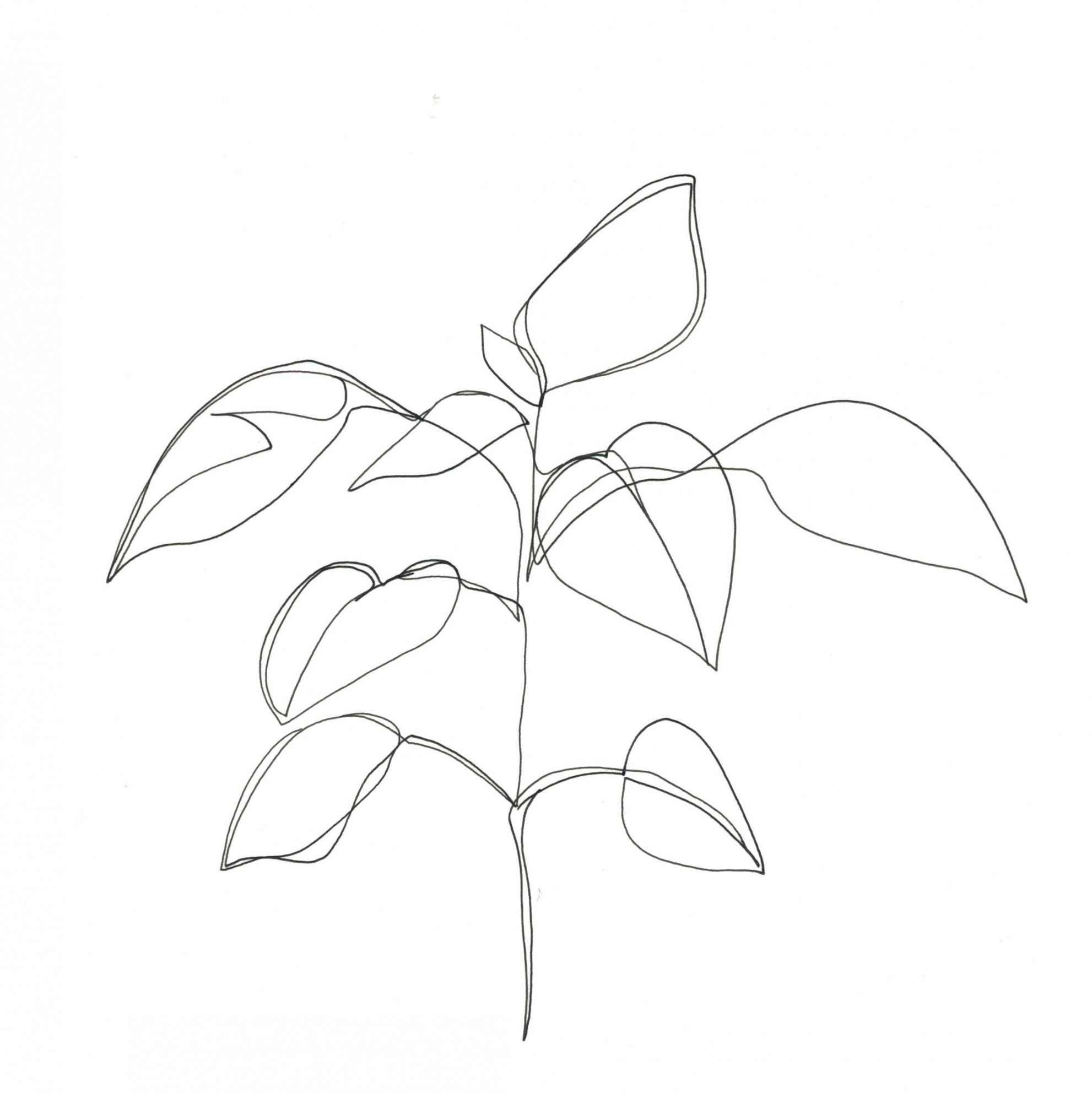 One line minimal artwork - plants and leaves - minimalist line