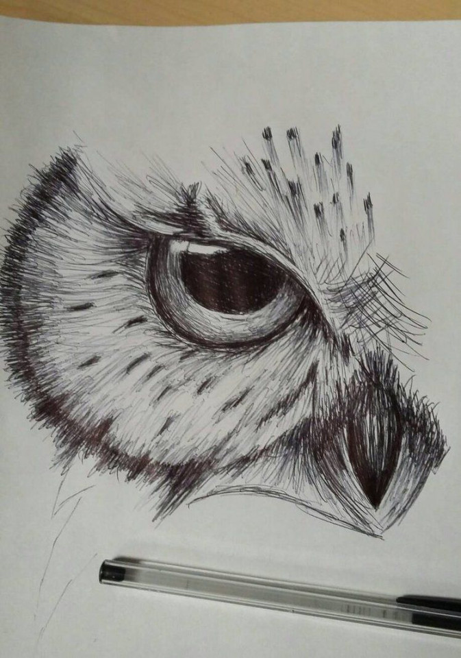 owl sketch by cdkingof on DeviantArt  Çizim fikirleri