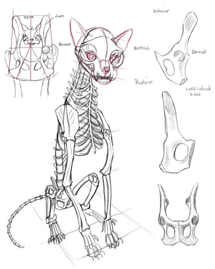 Pin by Róger Goulart on Animais  Skeleton drawings, Cat anatomy