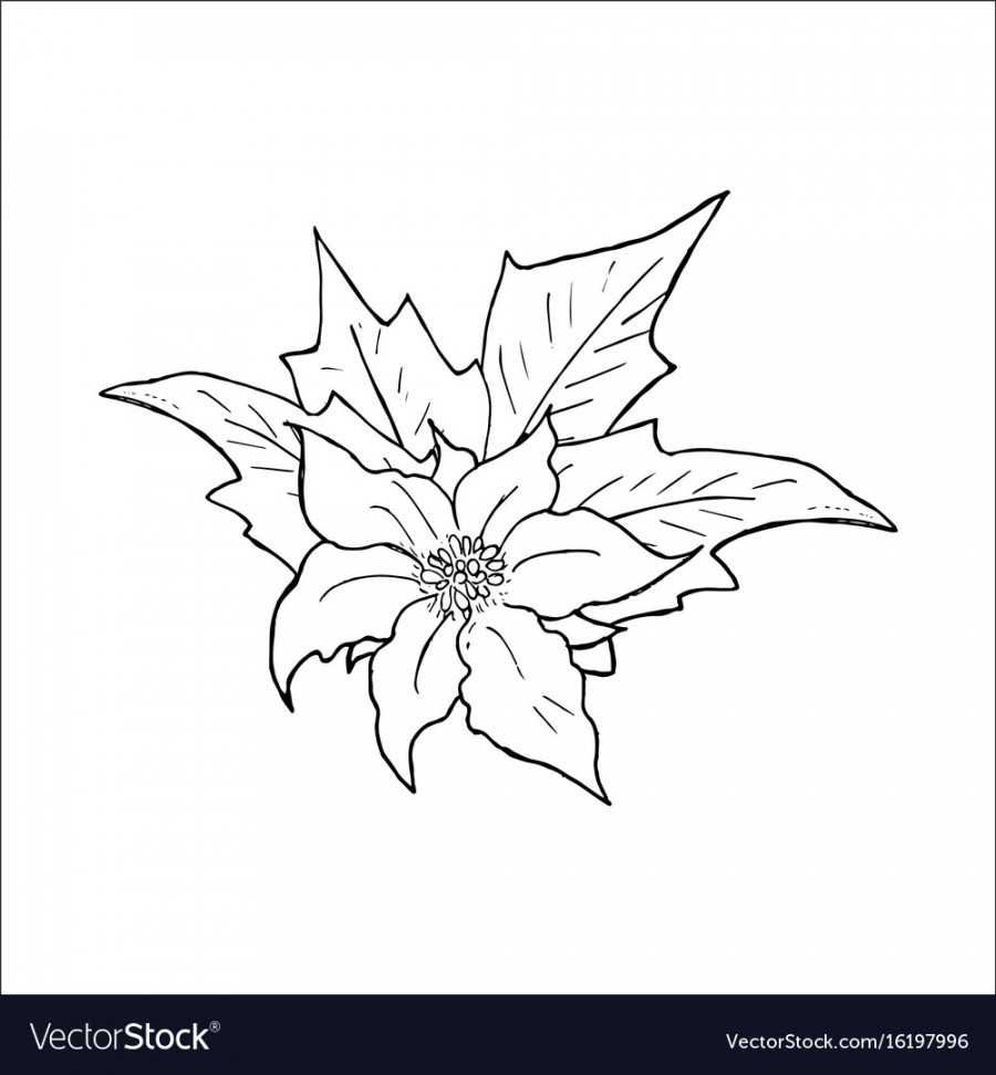 Poinsettia flower hand drawn icon outline sketch Vector Image