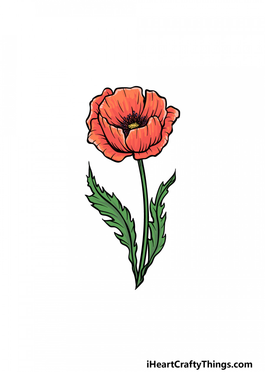 Poppy Drawing - How To Draw A Poppy Step By Step