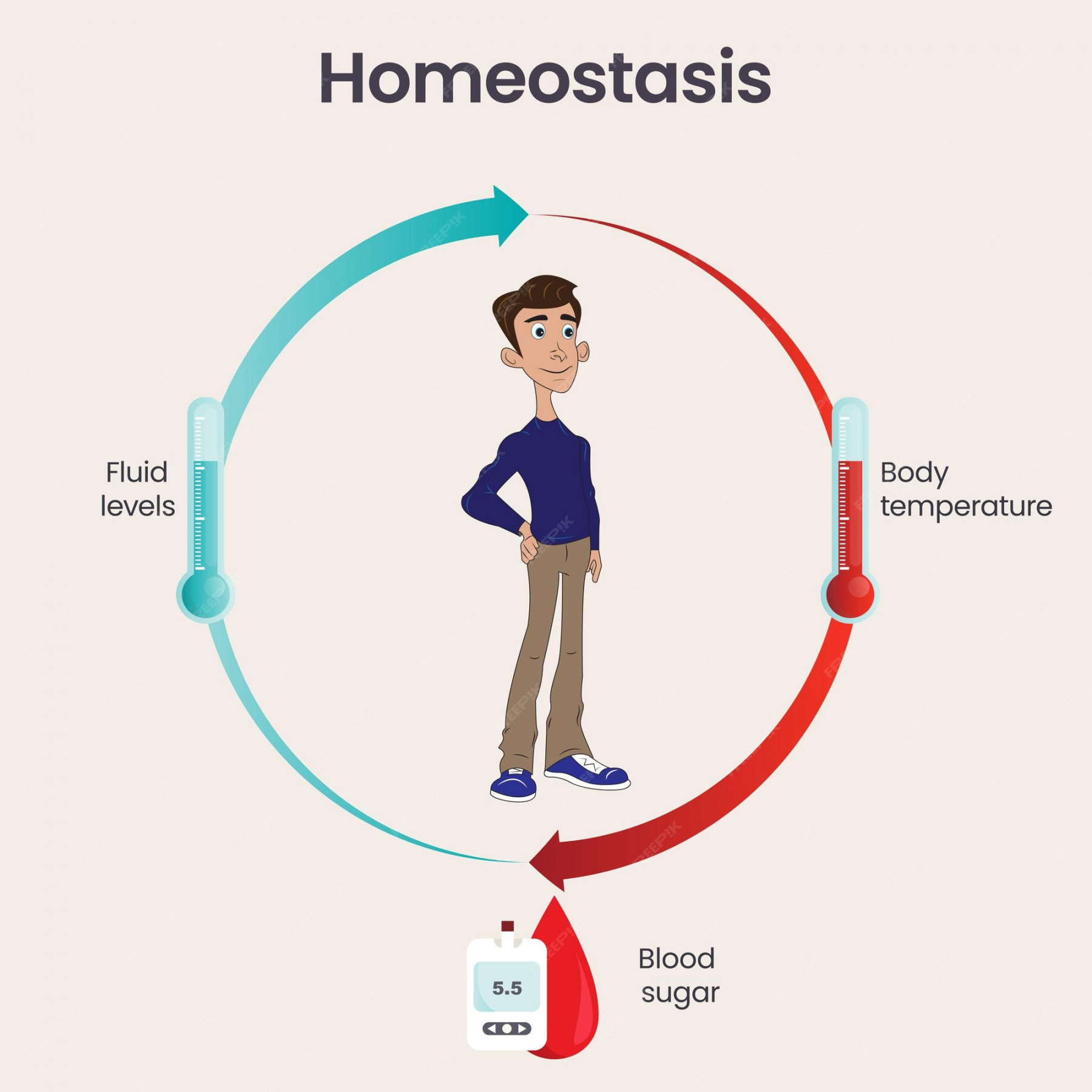 Premium Vector  Biology homeostasis science vector illustration