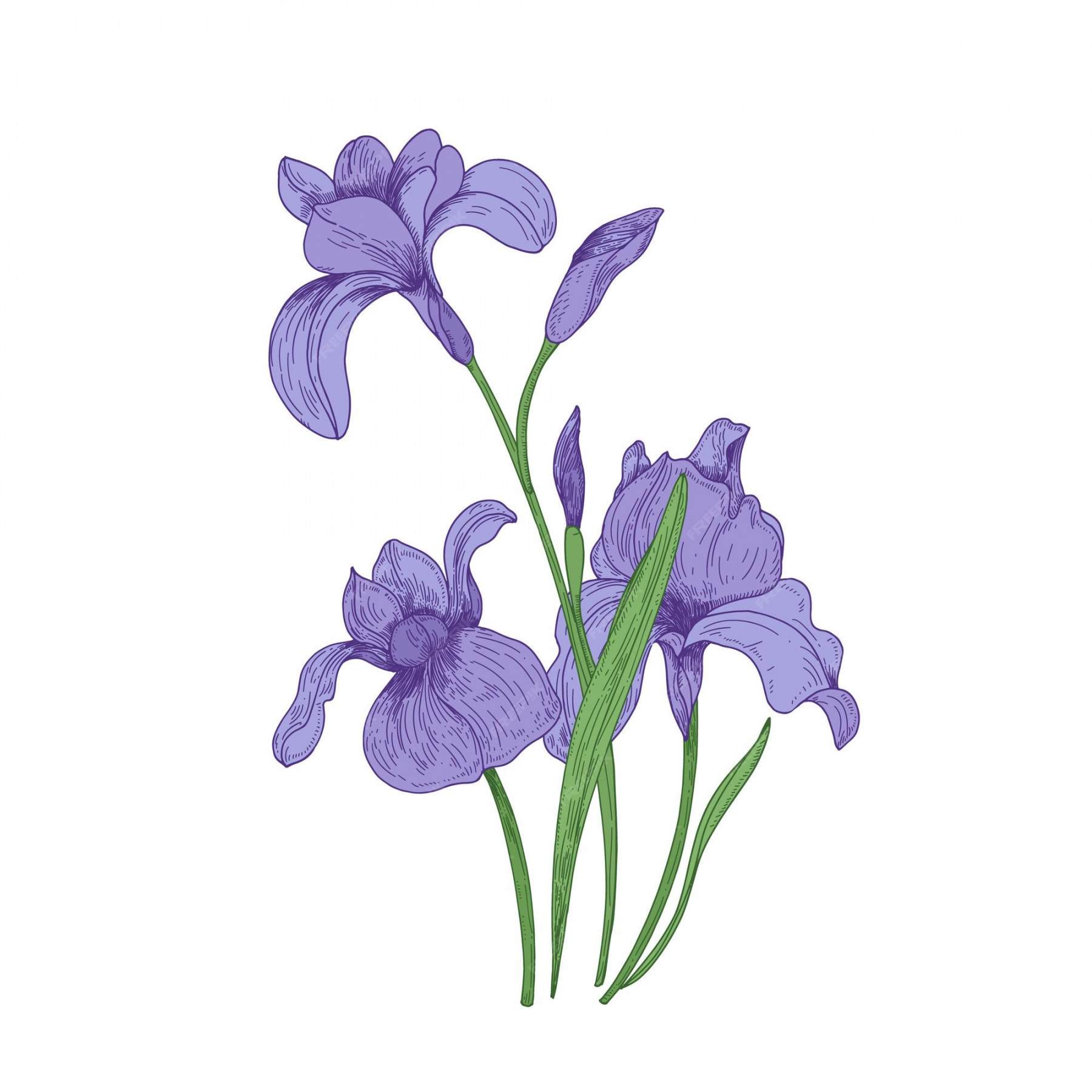 Premium Vector  Detailed drawing of spring iris flowers and buds.