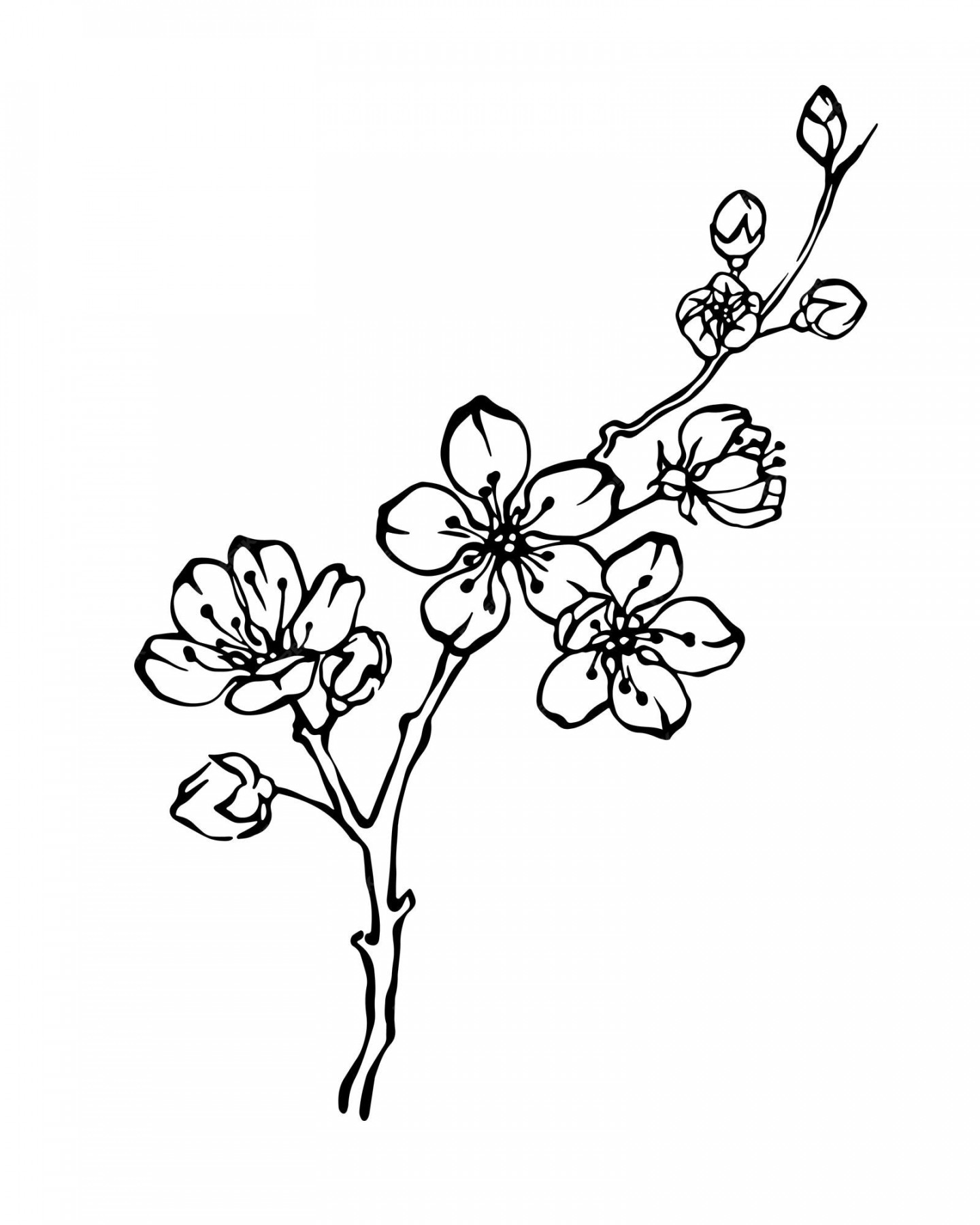 Premium Vector  Hand drawn cherry blossom branch outline