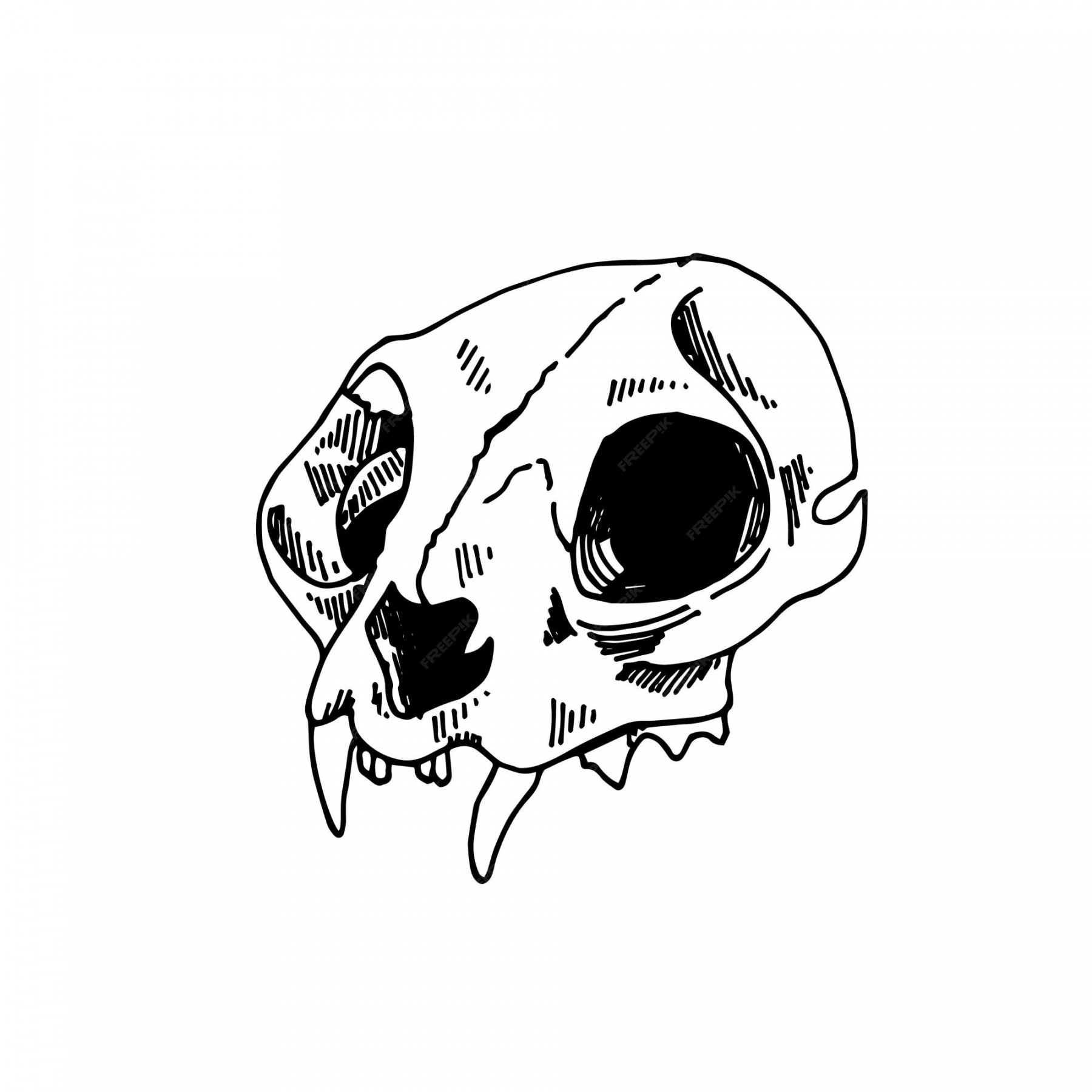 Premium Vector  Line drawing in vintage style cat skull animal skull