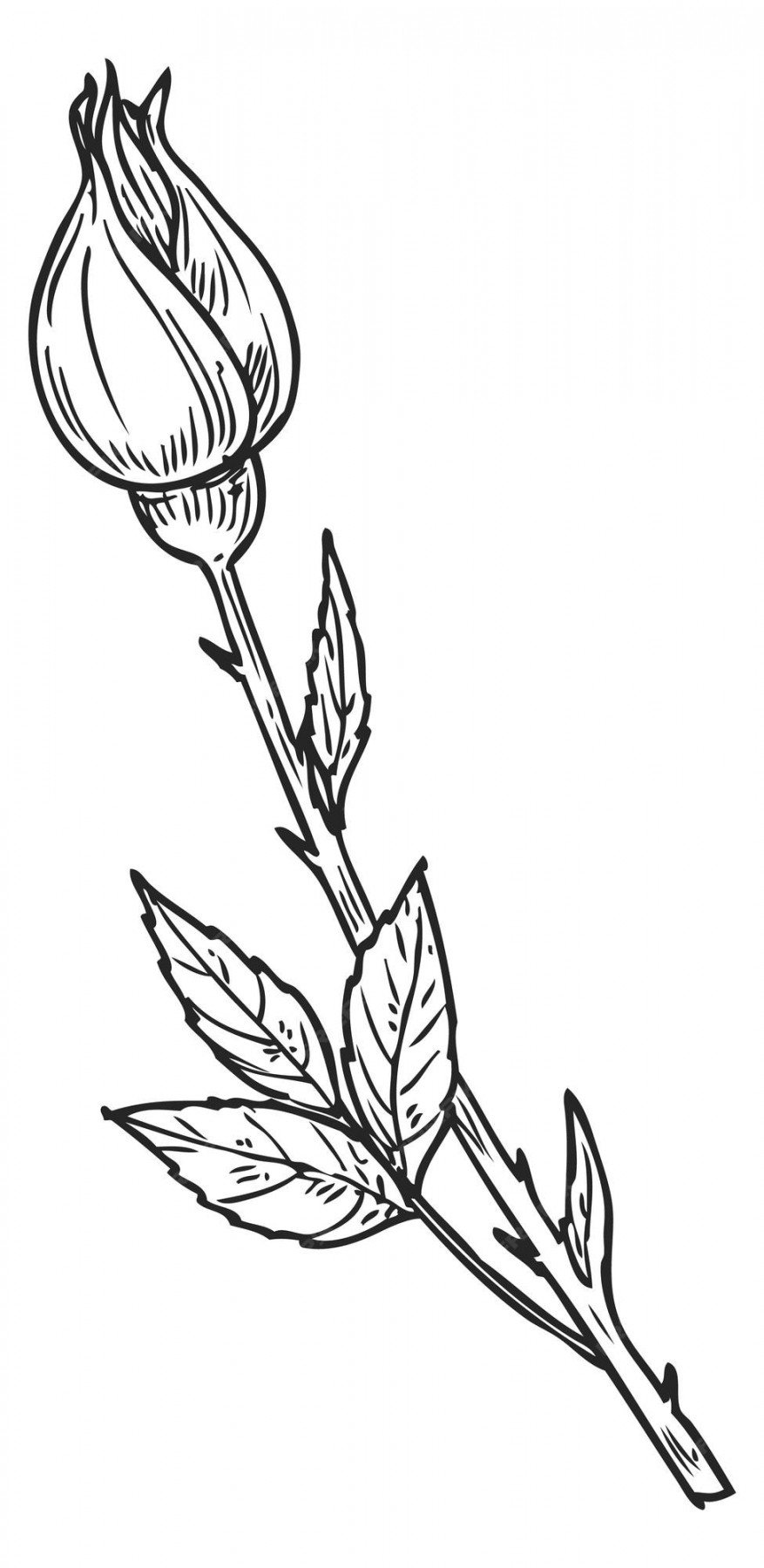 Premium Vector  Rose bud botanical illustration flower branch sketch