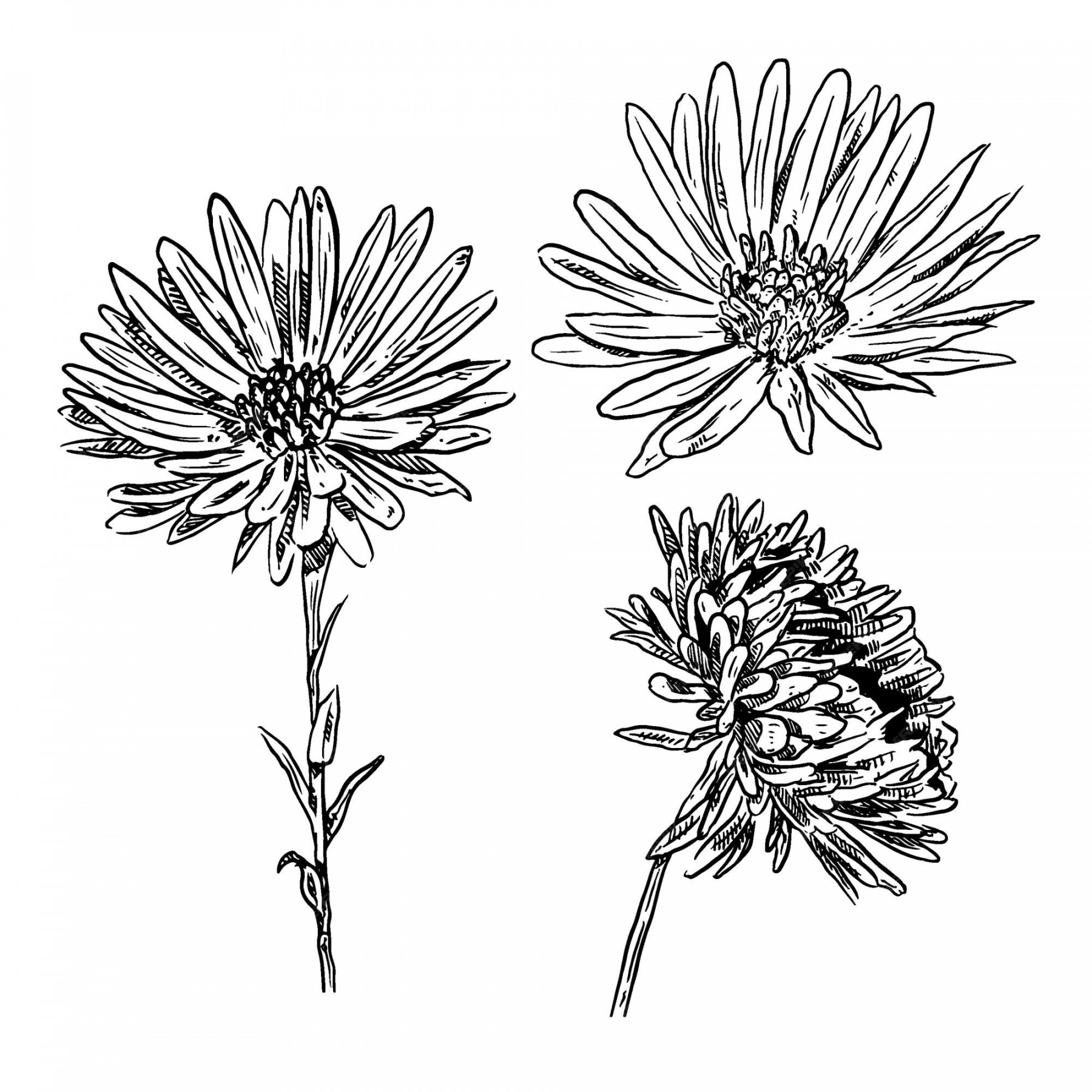 Premium Vector  Set of sketch and hand drawn element aster flower