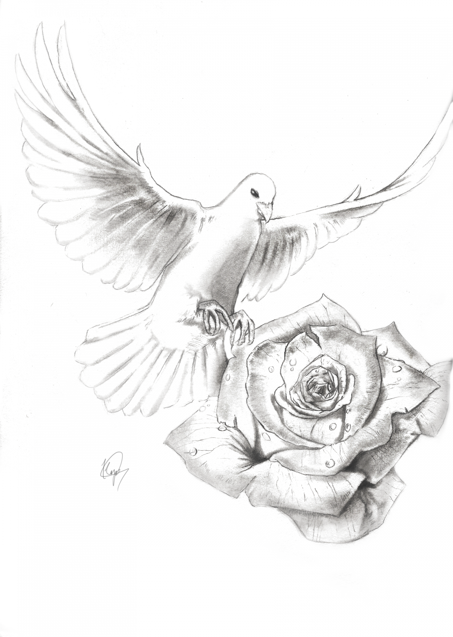 Realistic Dove Drawing - ClipartXtras  Dove tattoo, Dove and rose