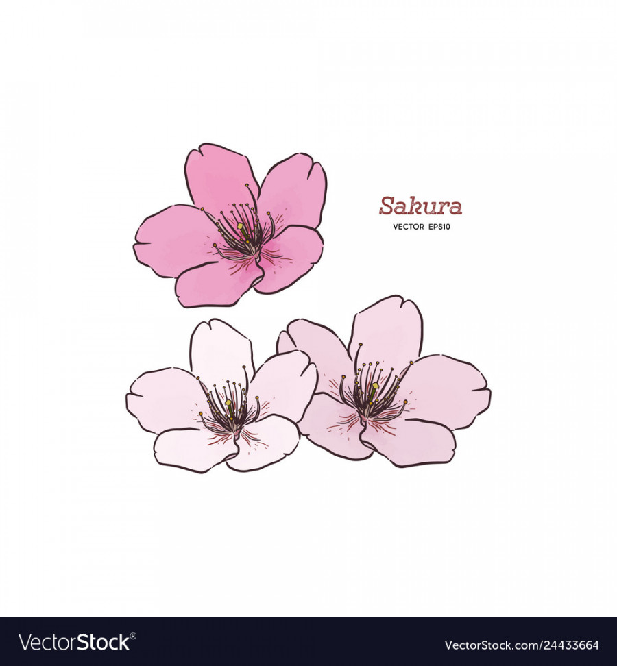 Sakura flower hand draw sketch Royalty Free Vector Image