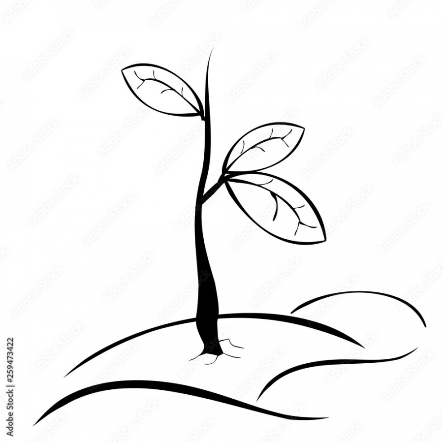 simple hand draw sketch black and white small plant with three