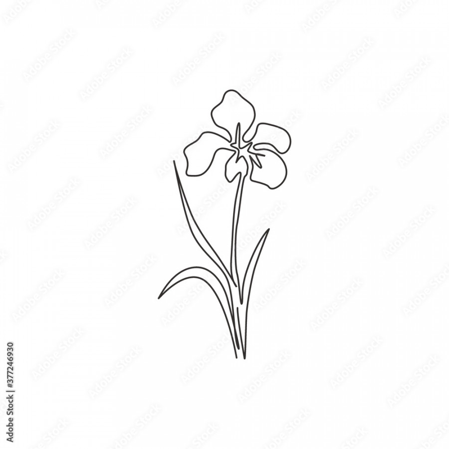 Single continuous line drawing beauty fresh perennial plants for