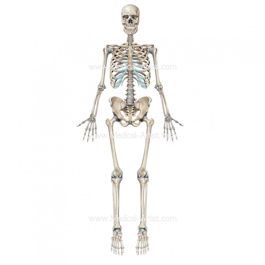 Skeleton Illustrations  Medical Illustrations of the Skeletal