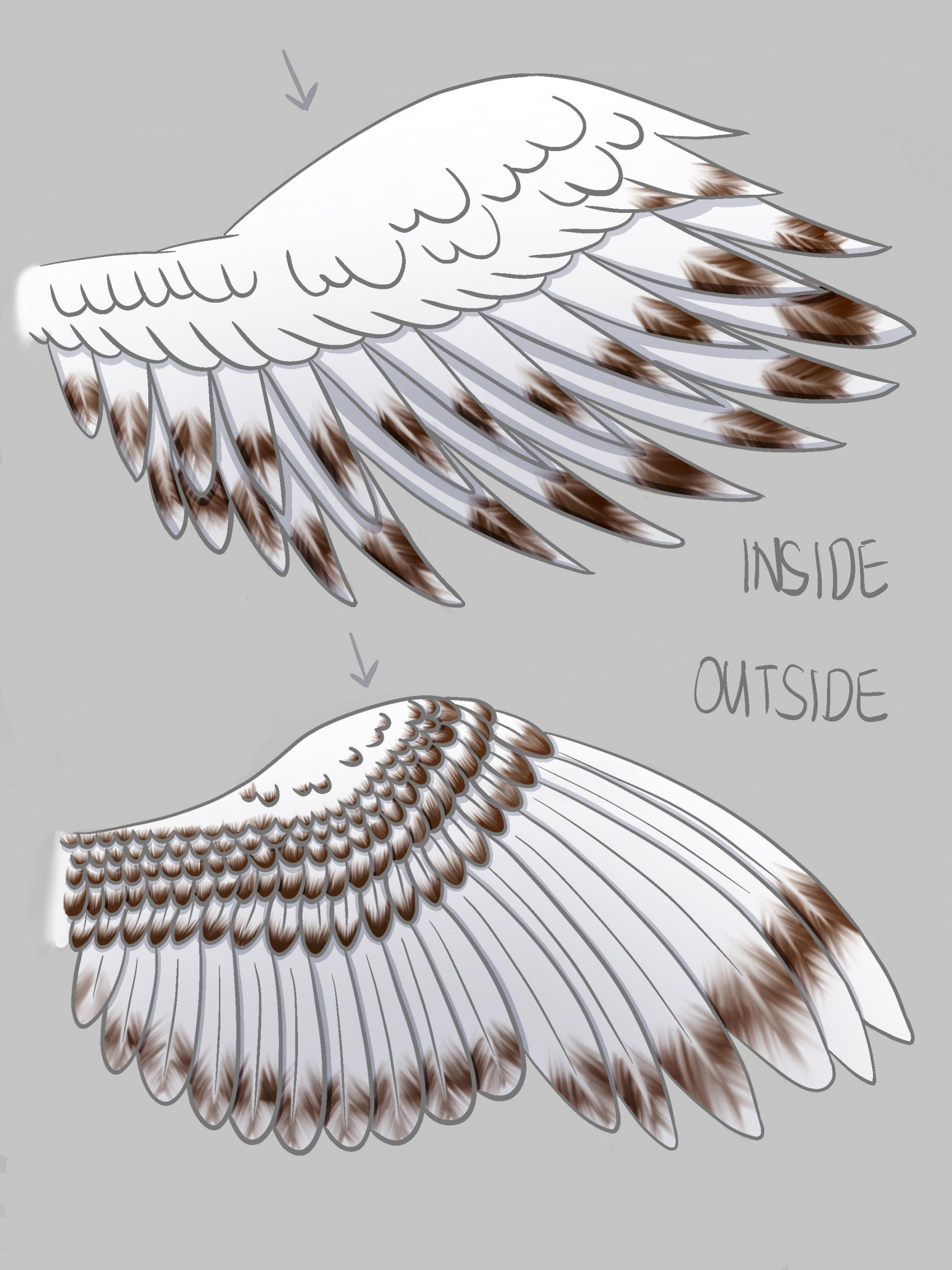 Snowy Owl Wings  Owls drawing, Owl wings, Wings drawing