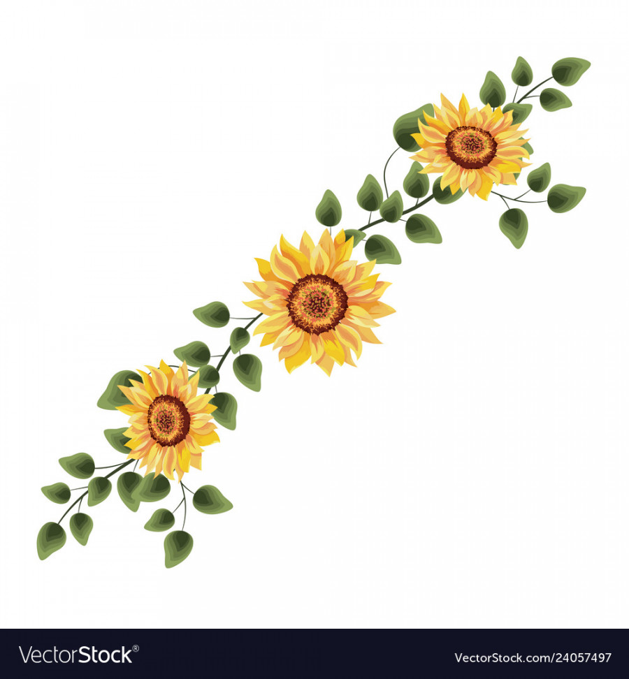 Spring sunflower drawing with leaves Royalty Free Vector