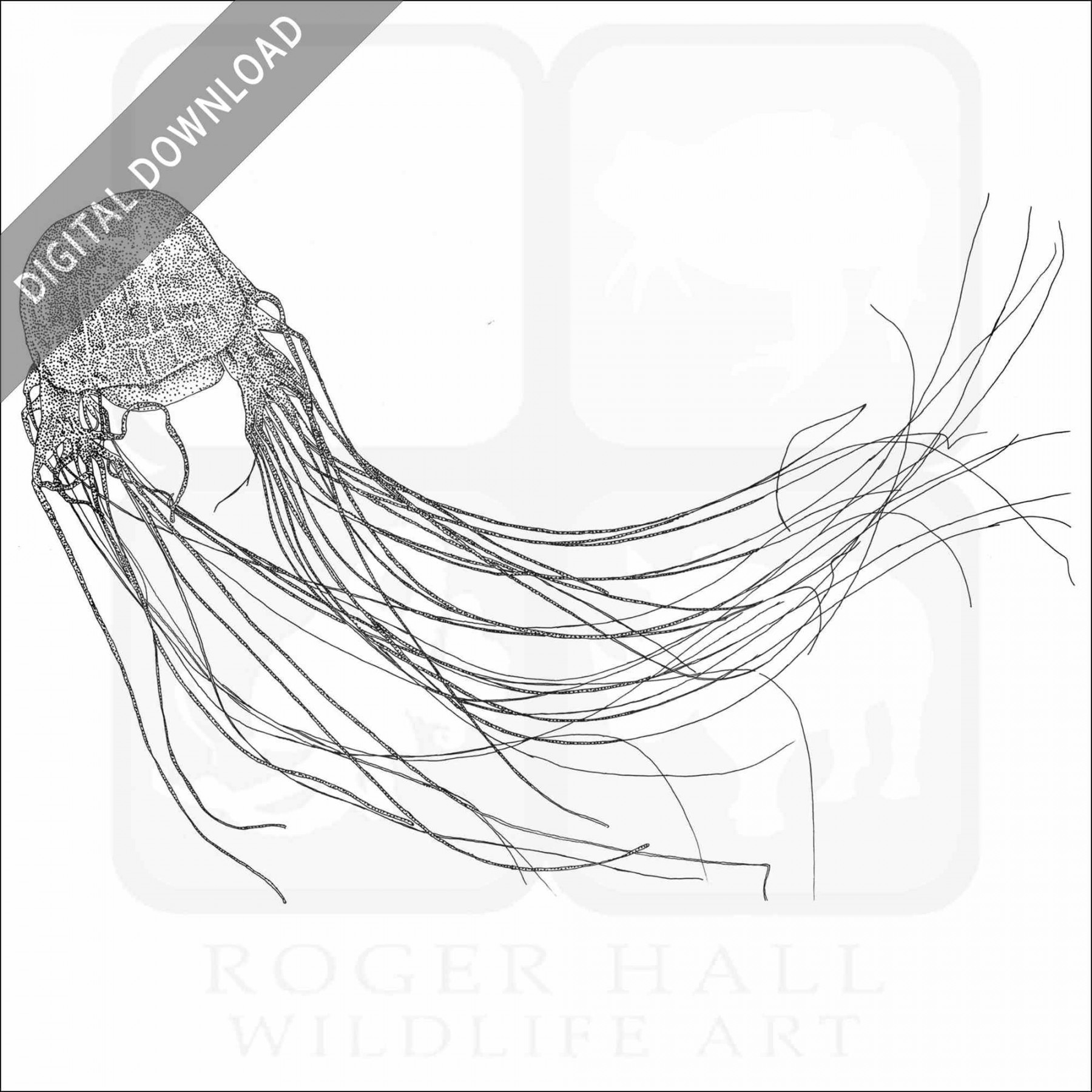 Stock Art Drawing of a Box Jellyfish