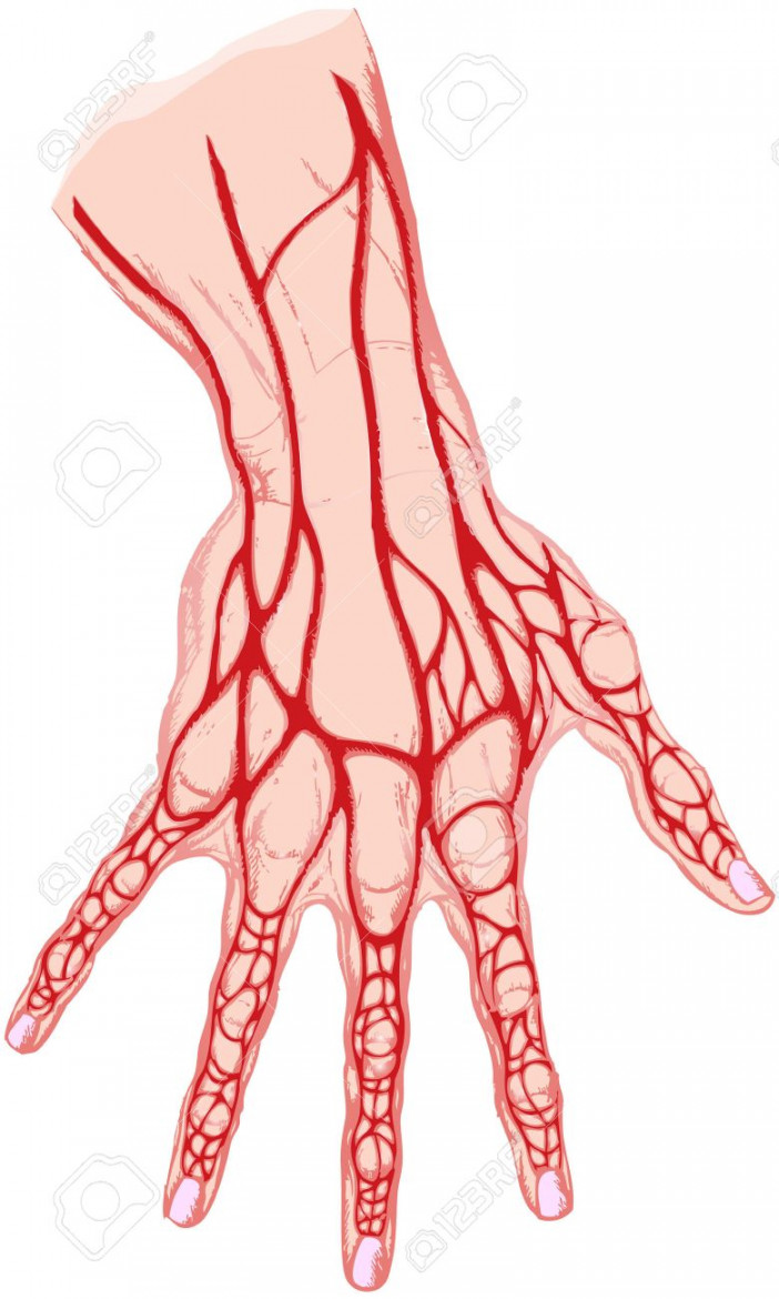 The Isolated Drawing Of A Human Hand The Veins Royalty Free SVG