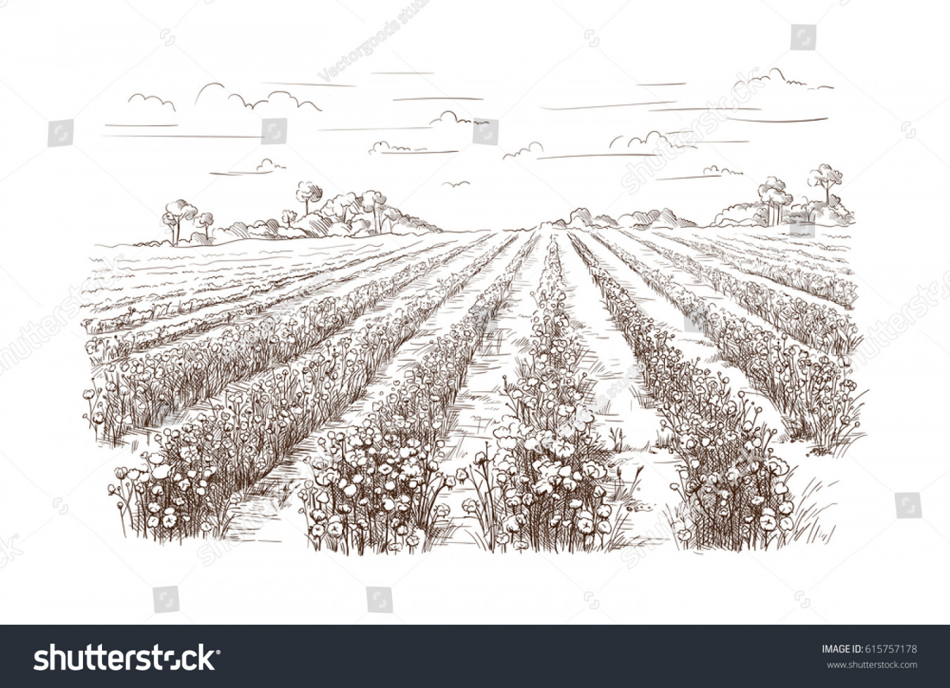 + Thousand Cotton Field Drawing Royalty-Free Images, Stock Photos