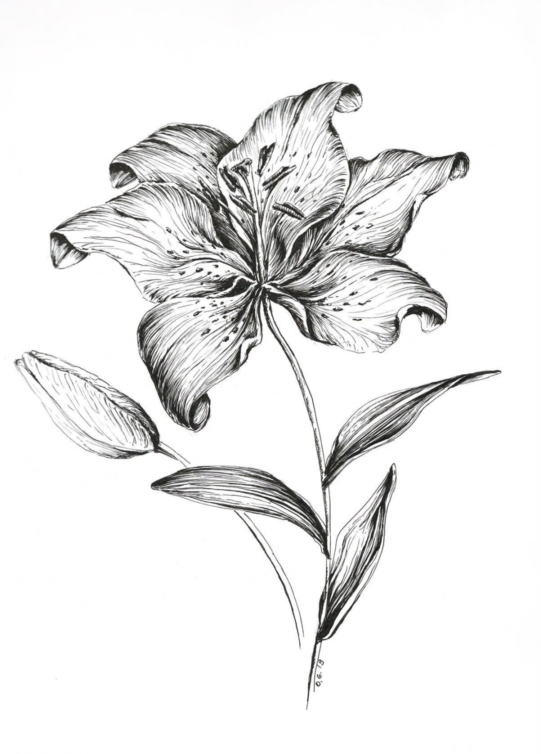 Tiger lily drawing, flower wall art, flower prints, pen and ink