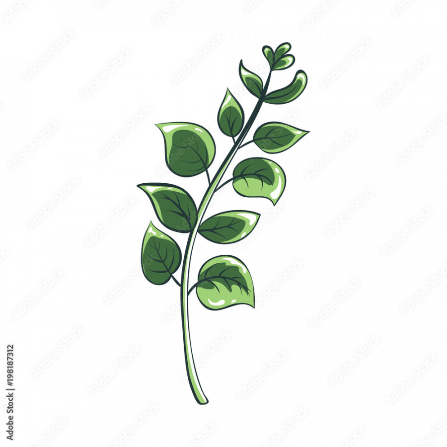 Vector color illustration of leaves