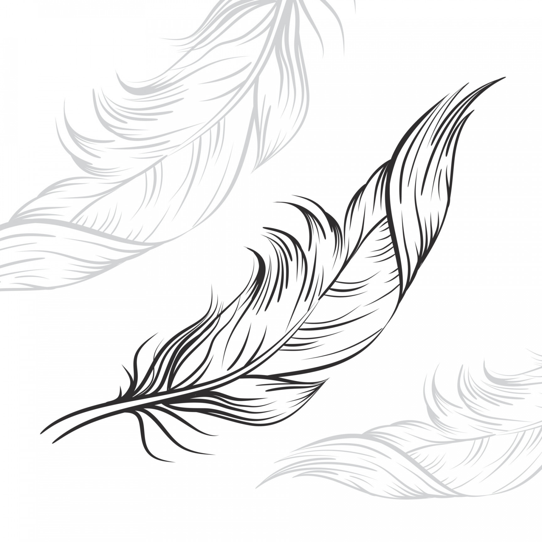 vector drawing black feathers on a white background