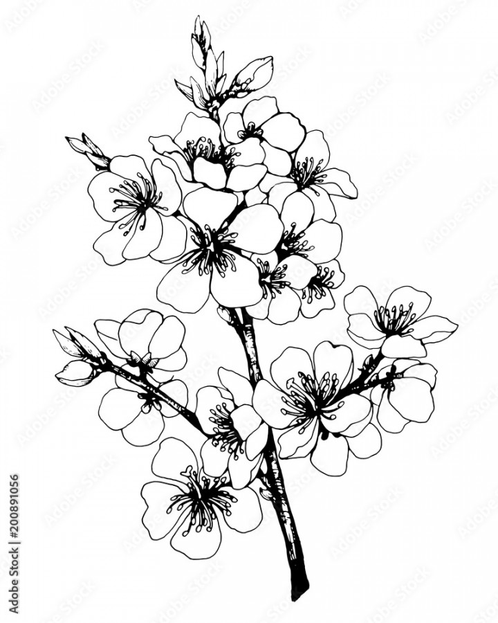 Vector, graphic of sakura with flowers. Apple-tree flowers