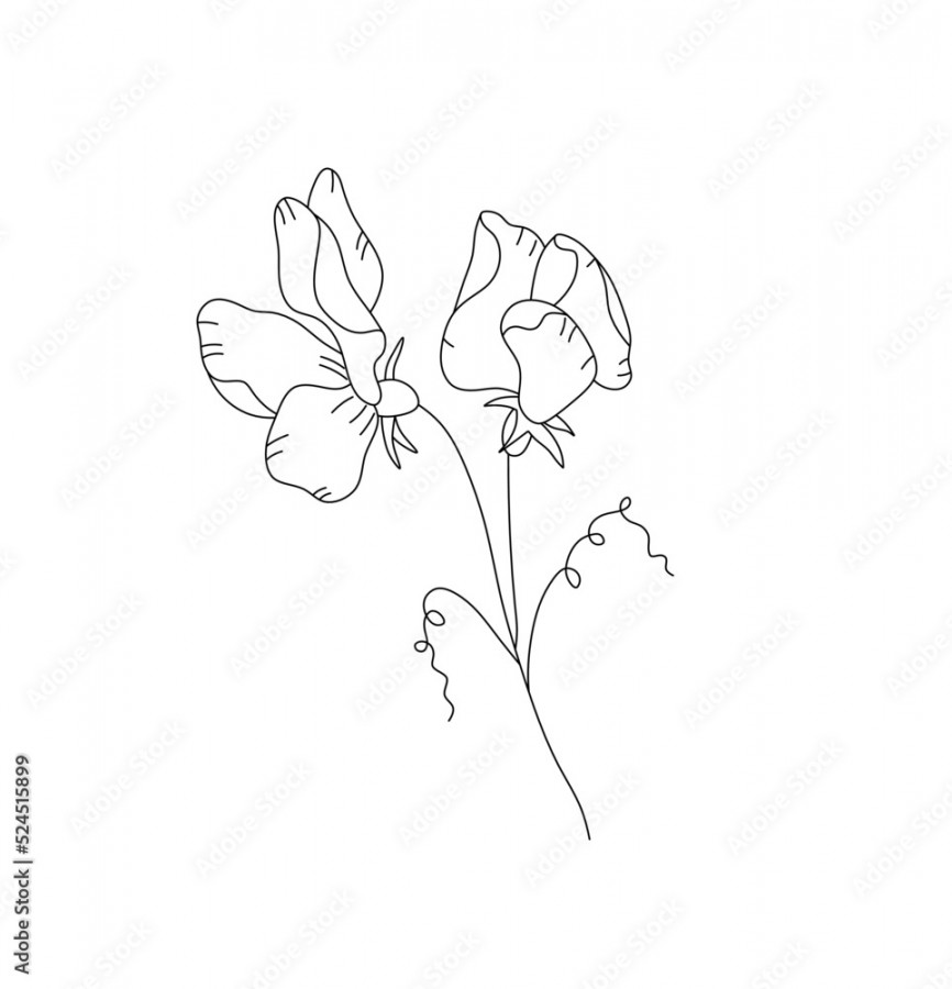 Vector isolated sweet pea flowers colorless black and white