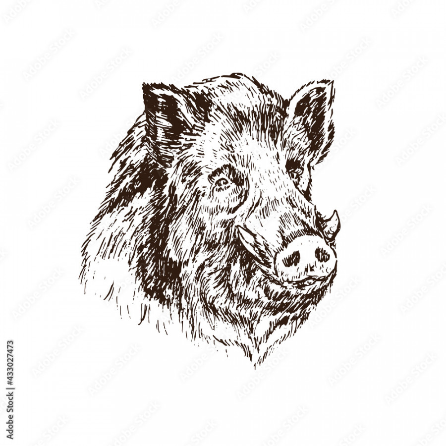 Wild boar (Sus scrofa) pig muzzle, gravure style ink drawing