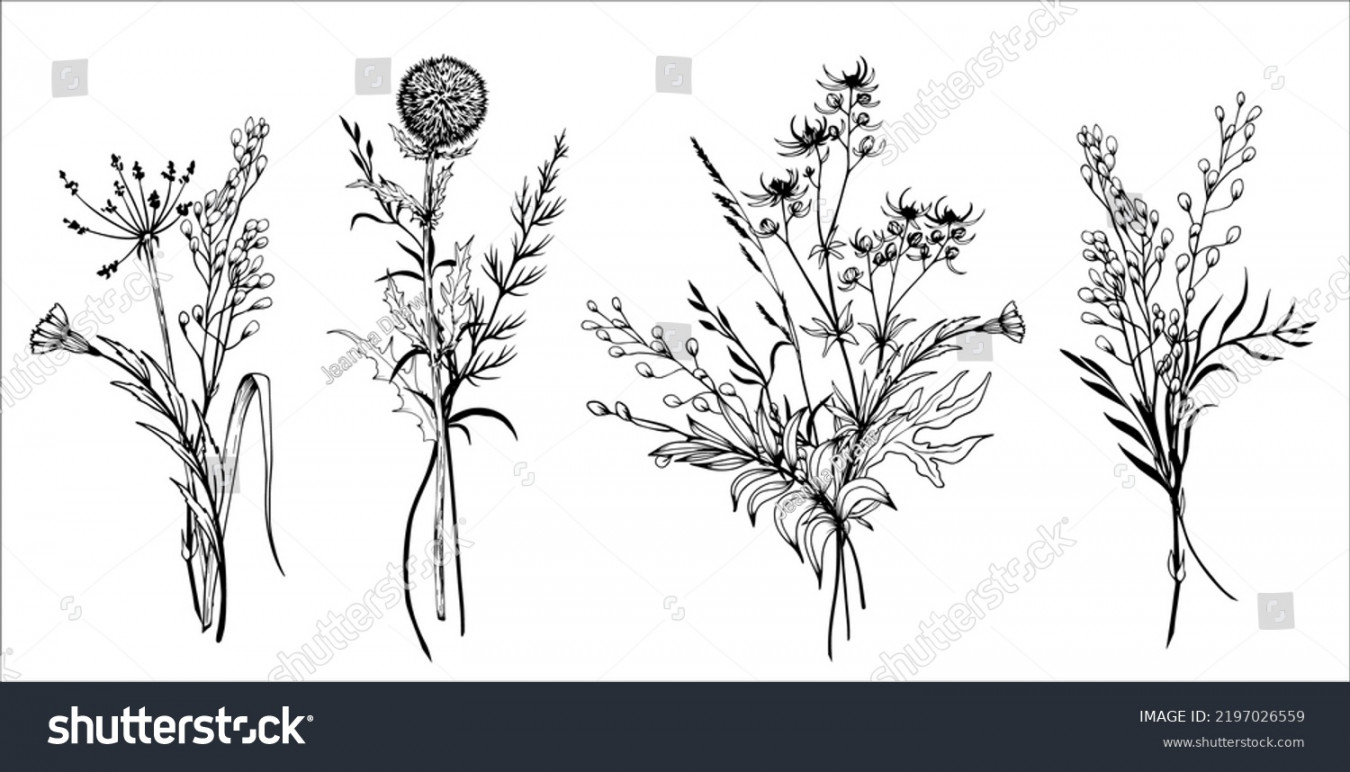 , Wildflower Bouquet Drawing Images, Stock Photos, D objects