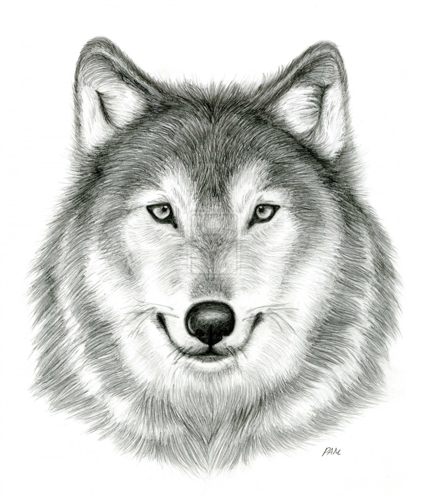 Wolf Head Drawings Realistic  Wolf drawing, Wolf face drawing