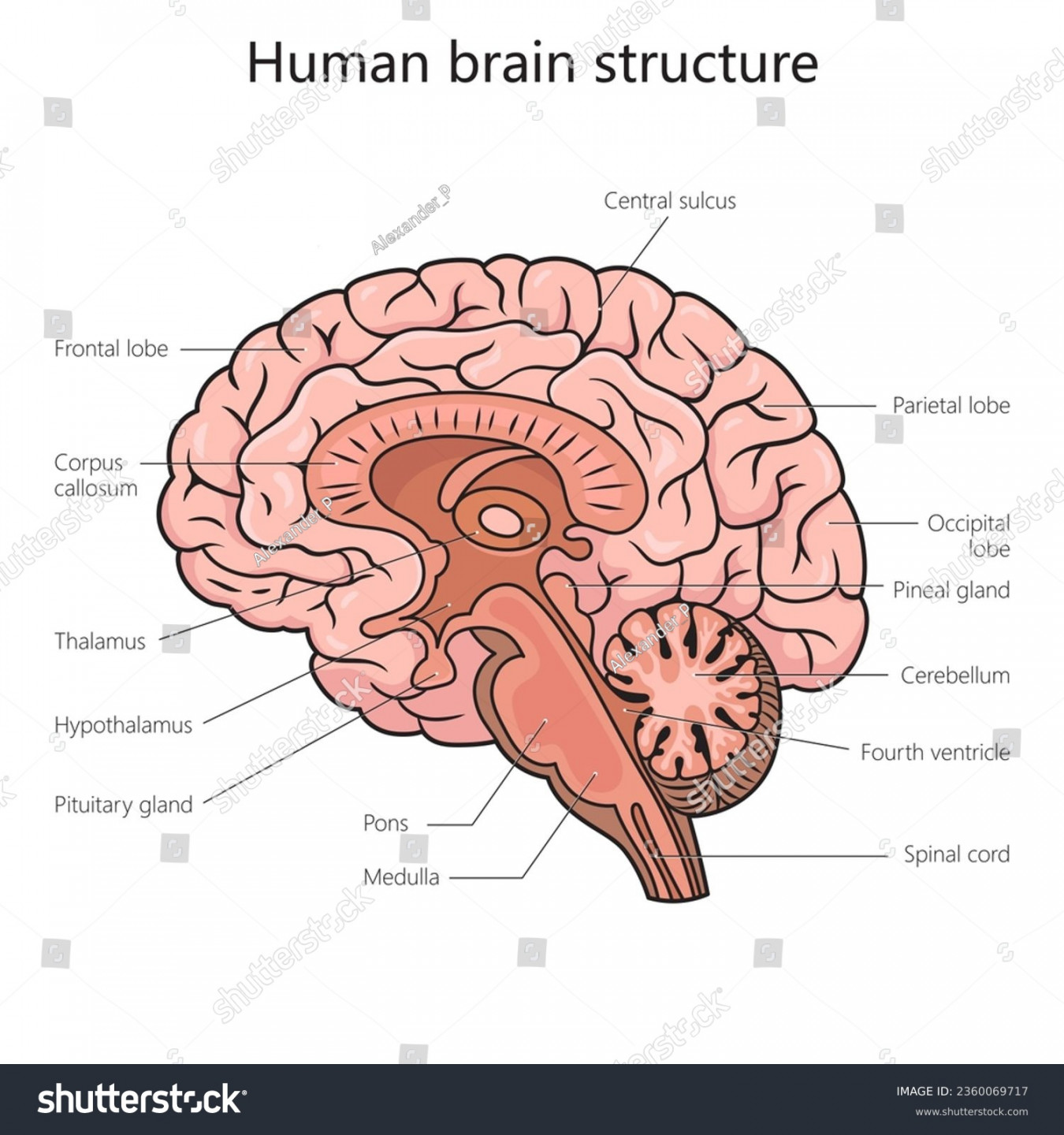 ,88 Brain Diagram Labels Royalty-Free Images, Stock Photos