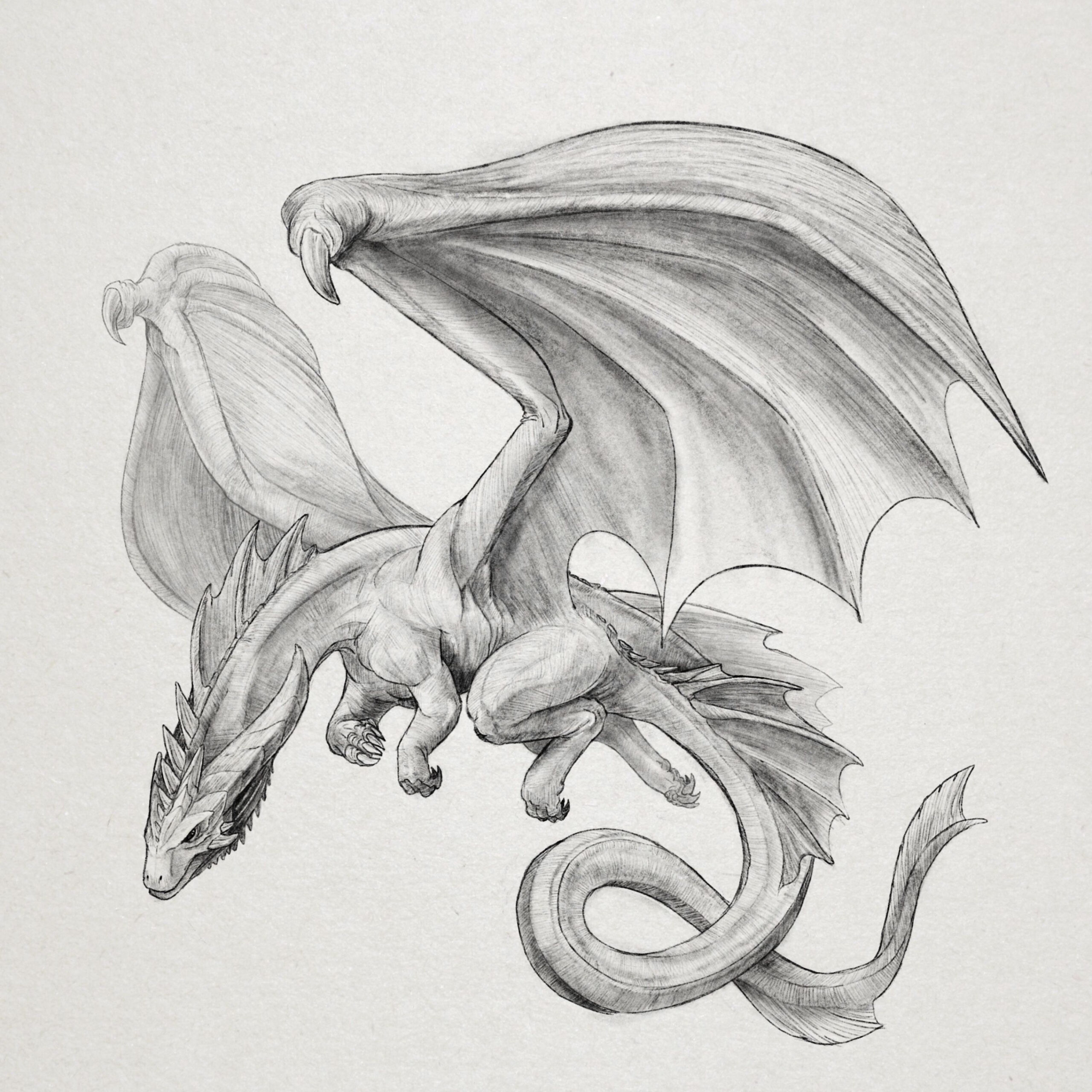 A Flying Dragon  Pencil drawings of animals, Dragon sketch