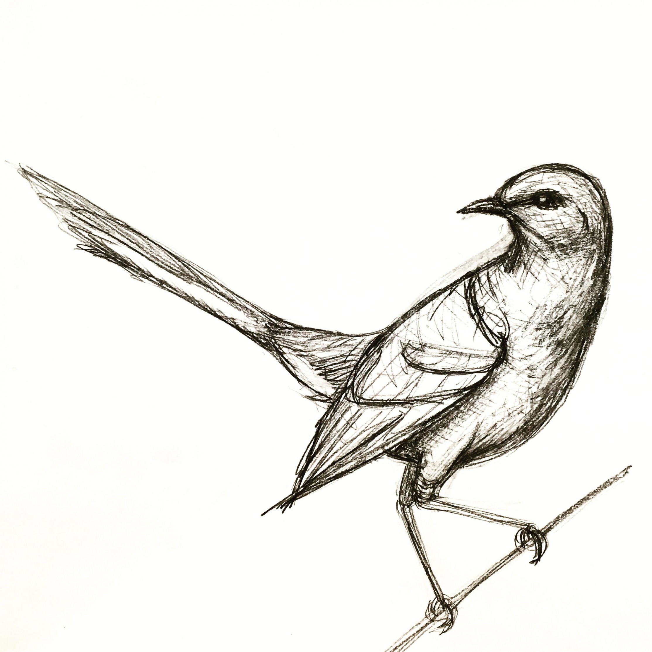 A quick mockingbird drawing  Bird drawings, Teenage drawings