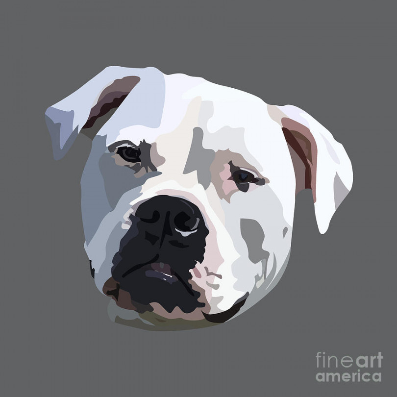 American bulldog drawing by Blondia Bert