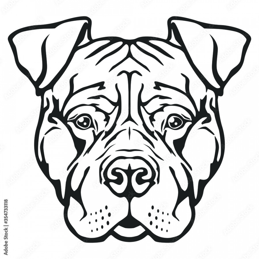 American Pitbull Terrier Face Dog. Breed Famous Dog