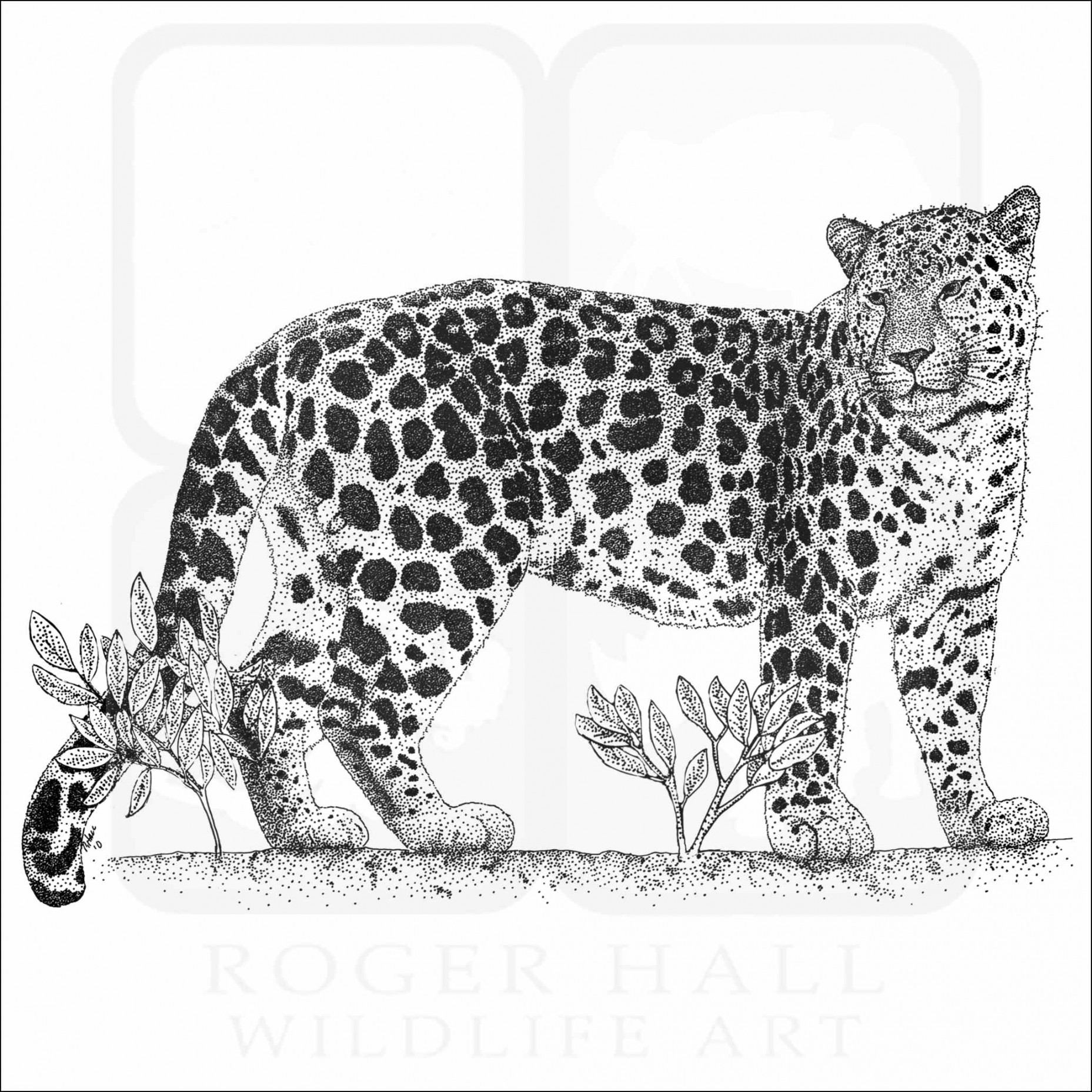 Amur Leopard - Signed Fine Art Print