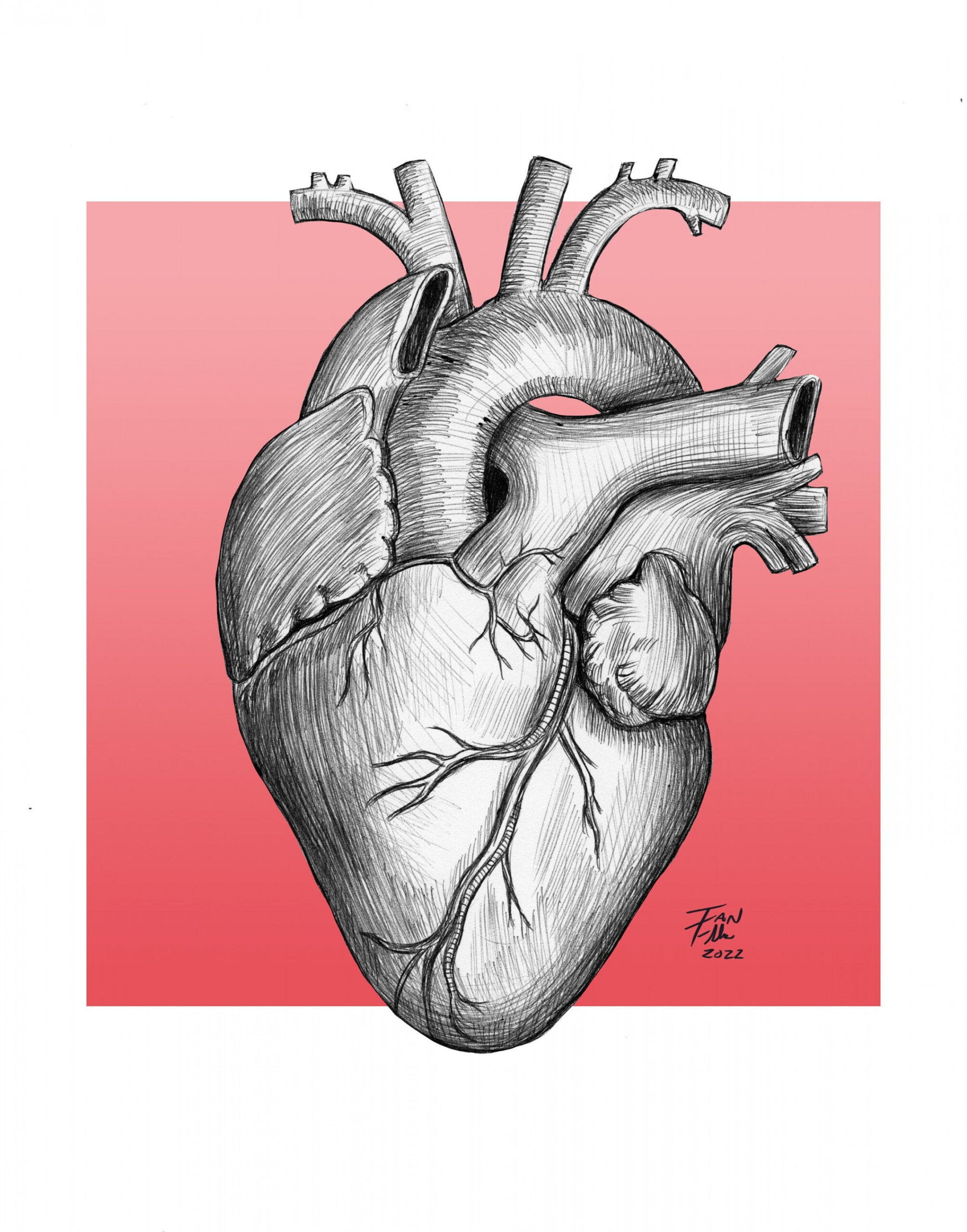 Anatomical Heart Drawing, Heart, Anatomy, Medical, Medical