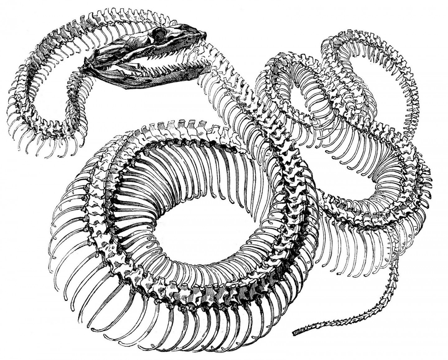 Antique Engraving Graphic - Snake Skeleton - The Graphics Fairy