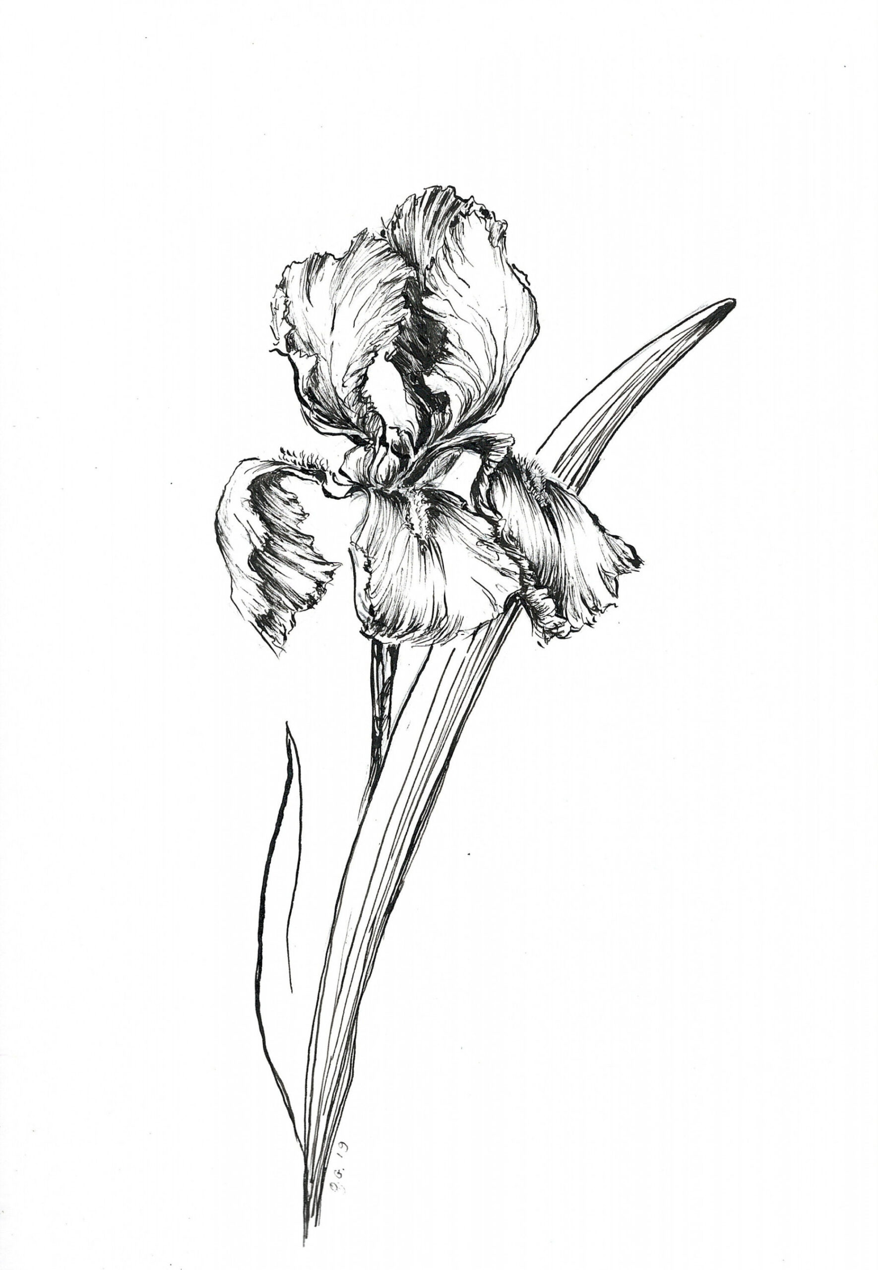 art print, drawings of iris, ink art sketch iris, flower artprints,ink  sketchart, iris artwork, flower artwork, iris flower, iris pics,