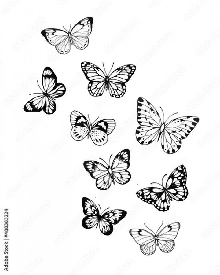 Assorted Butterfly Drawing Outline Aesthetic, Butterfly Vector