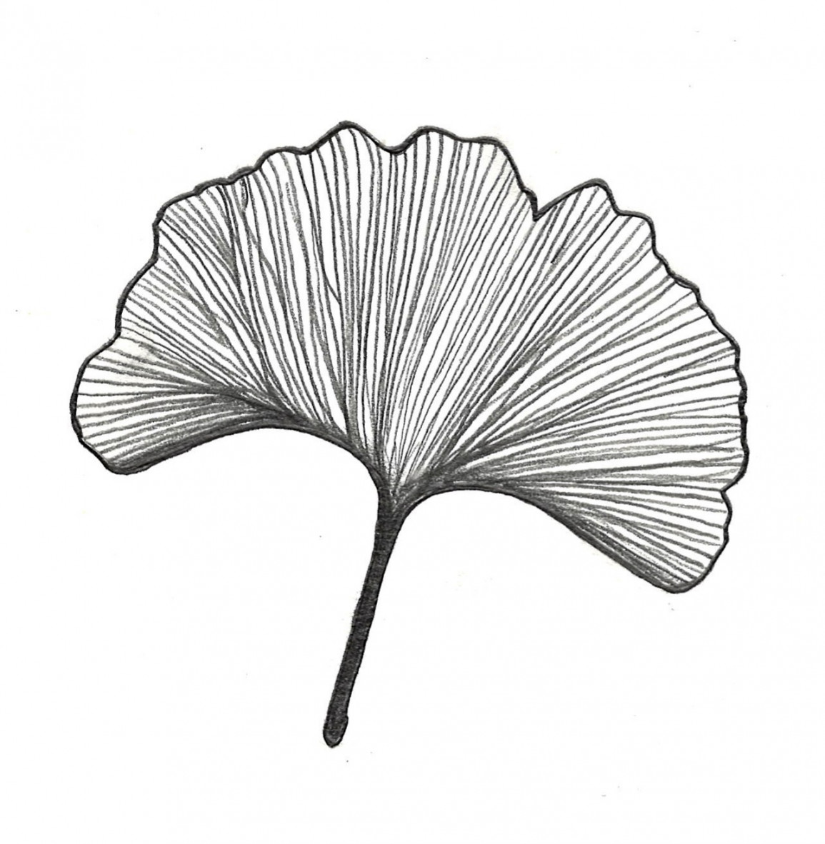 Awkward Botanical Sketches #: The Ginkgo Edition  awkward botany