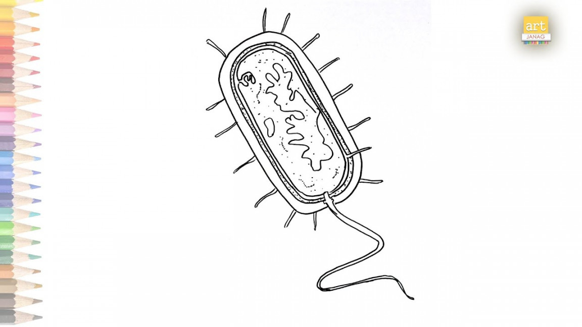 Bacteria diagram easy  How to draw Bacteria diagram step by step