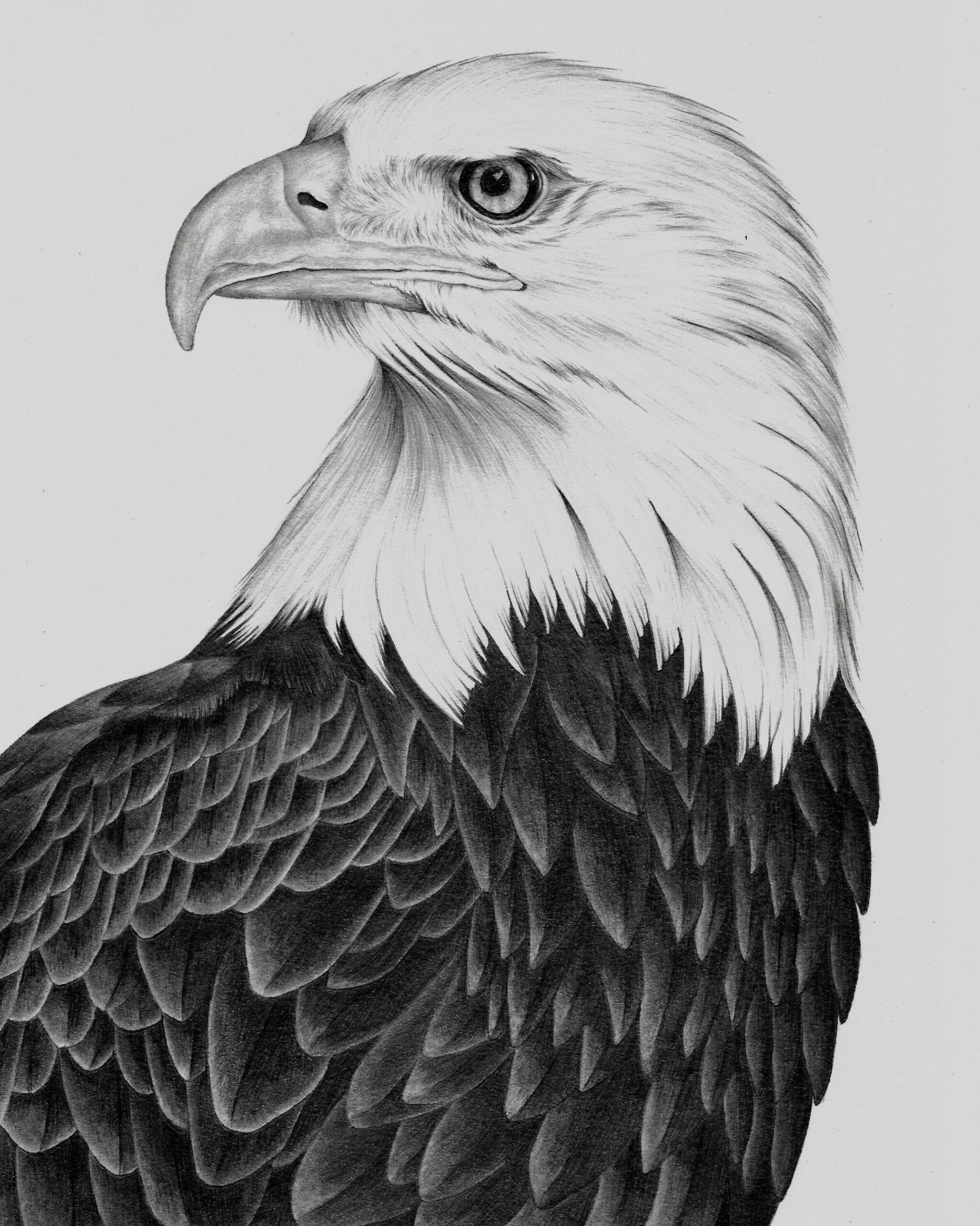 Bald Eagle drawing PRINT