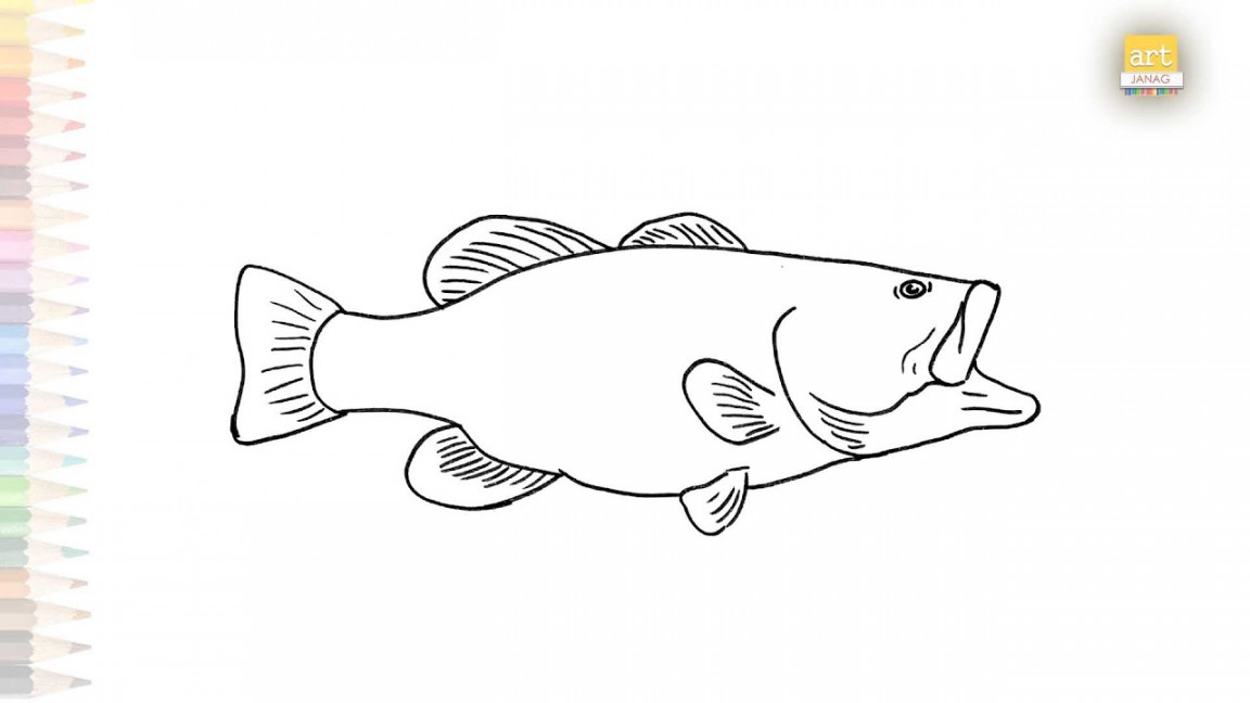 Bass fish drawing  Fish drawing tutorials  How to draw Bass fish step by  step  Fresh water fishes