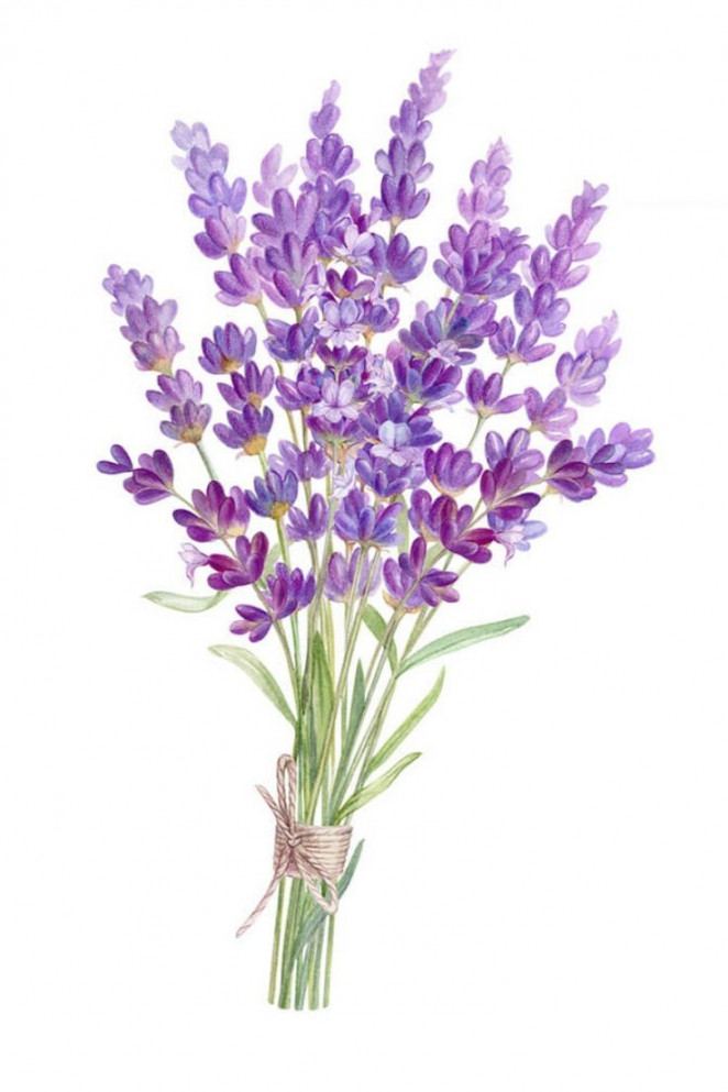 Beautiful Lavender Drawing Ideas - Beautiful Dawn Designs in