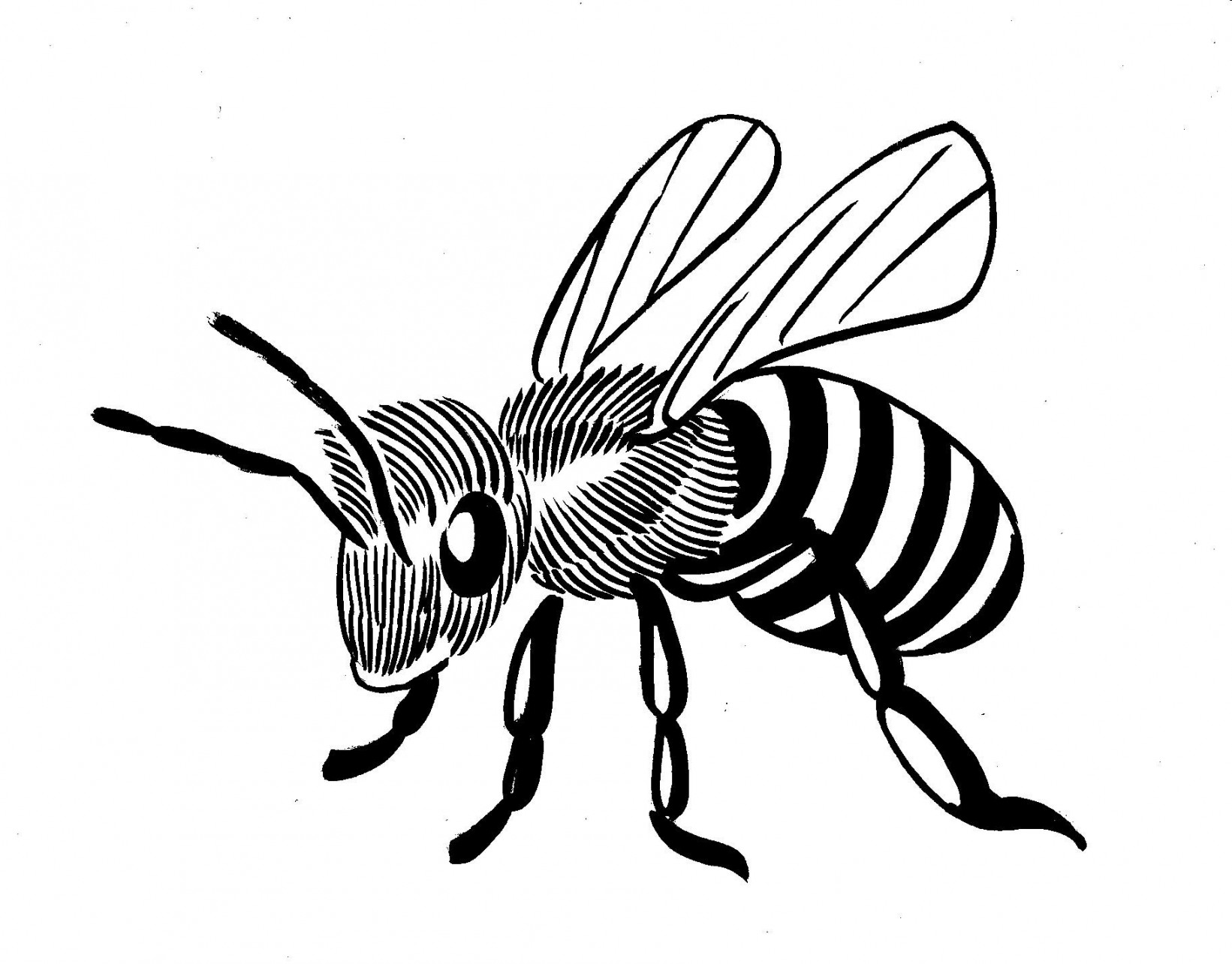 Bee Line Drawing  Drawings, Line drawing, Bee art