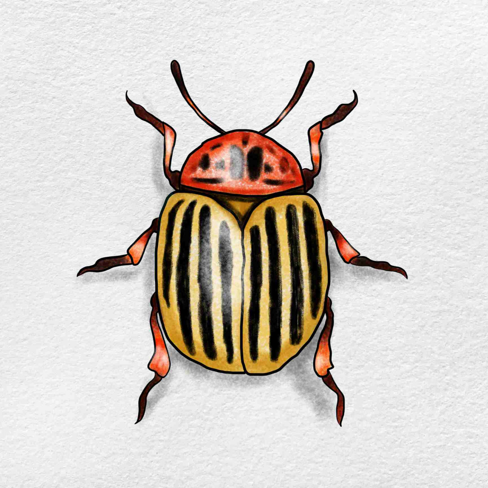 Beetle Drawing - HelloArtsy