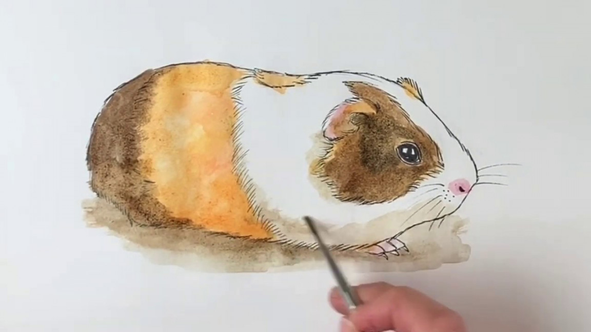 Beginners how to draw a guinea pig