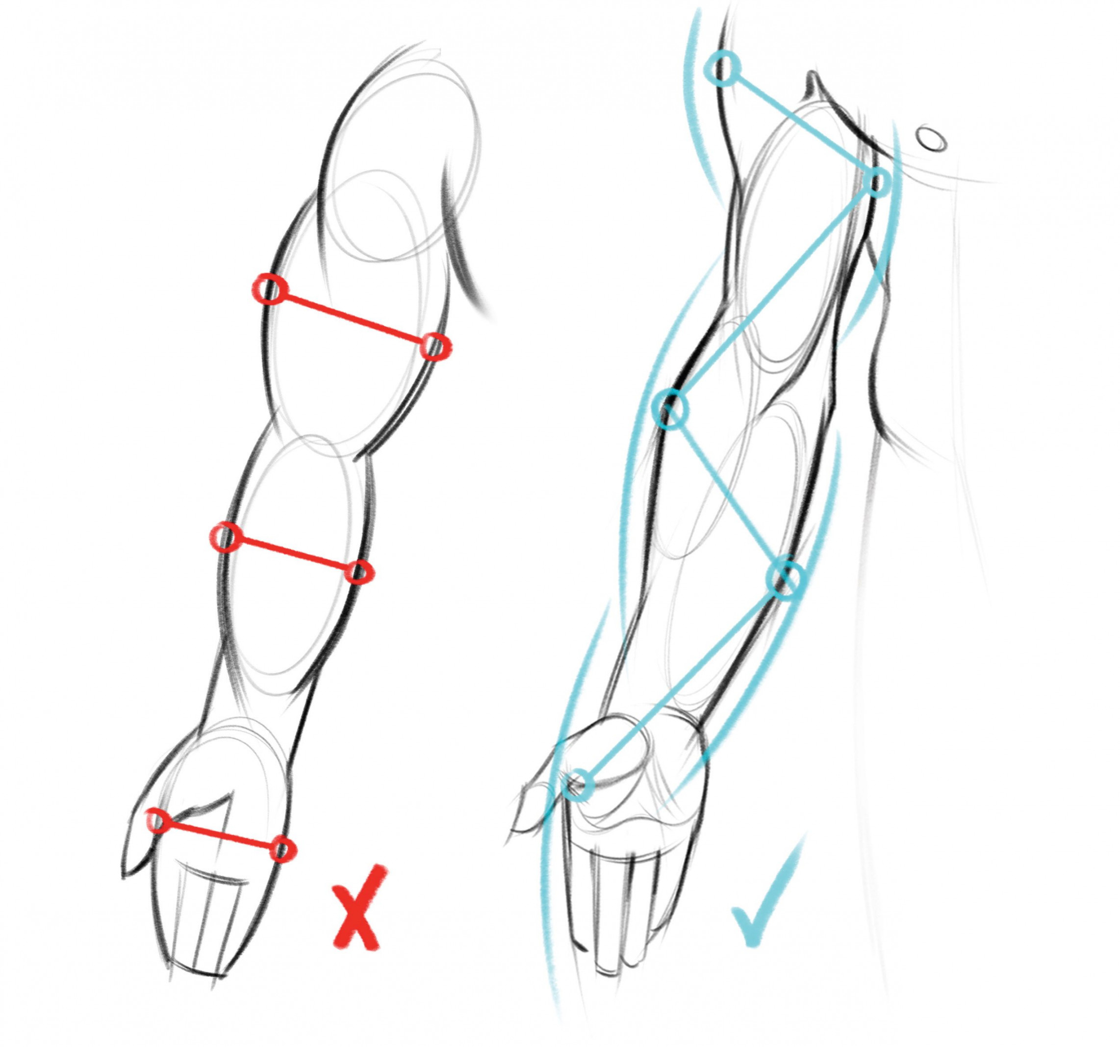 Best practice advice for capturing human anatomy  Drawing tips