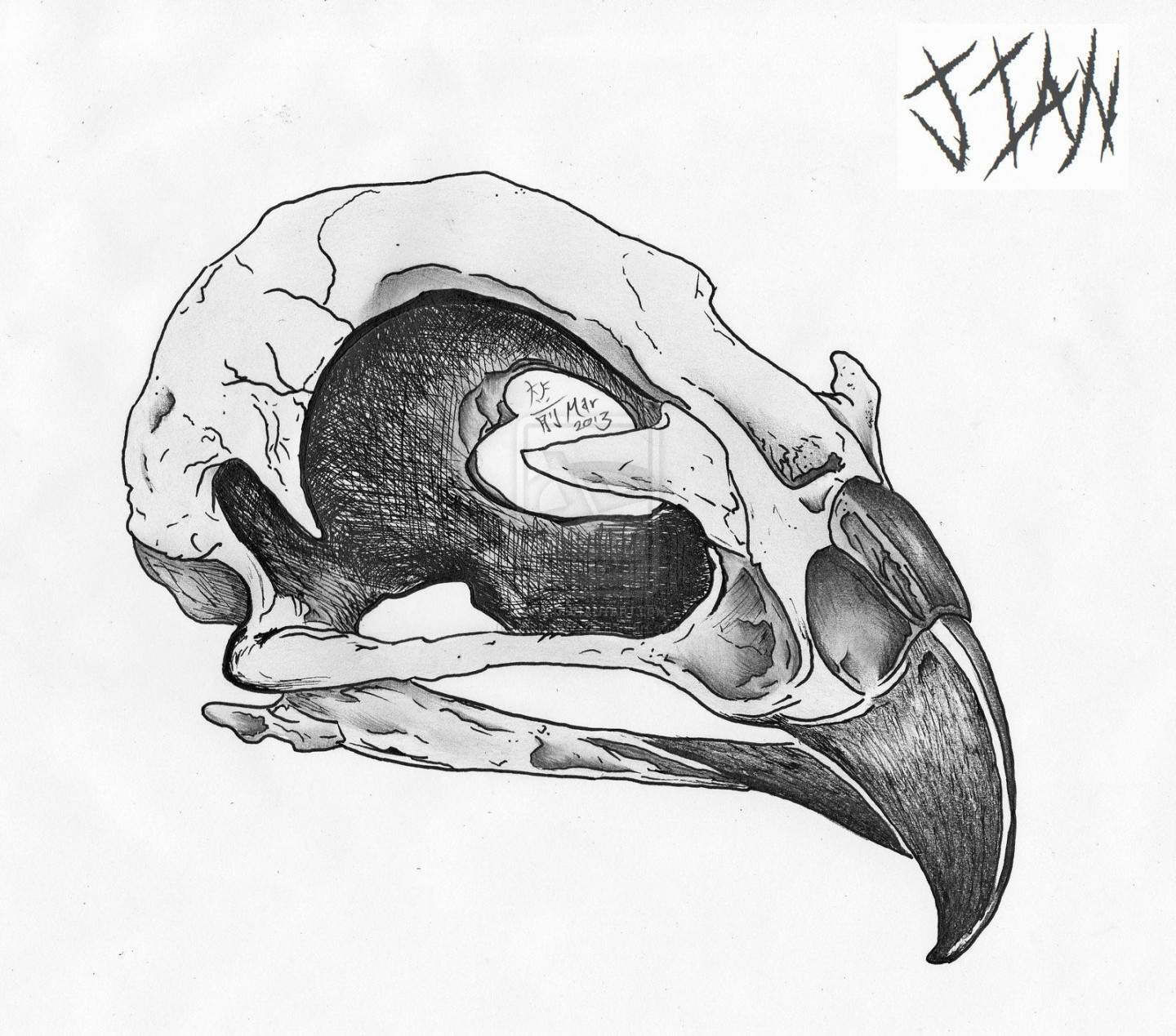 Bird Skull by jianchong on deviantART  Skull sketch, Animal skull